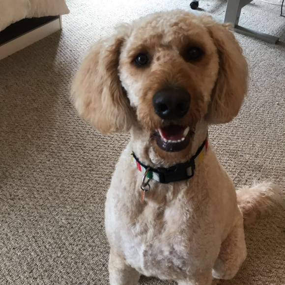 Hi I'm Matcha!! - Picture 2 of 3